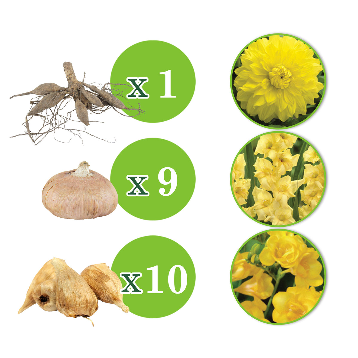 20x Flower bulbs - Mix 'The Yellow Bag' Yellow