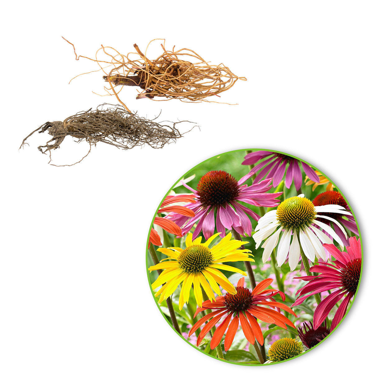 Coneflower Echinacea + Rudbeckia 'Goldsturm' - Mix Pink-White-Yellow - Bare rooted - Hardy plant
