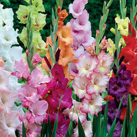 50x Gladiolus Gladiolus - Mix 'Garden'