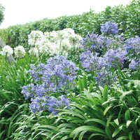 5x African lily Agapanthus africanus - Mix - Bare rooted - Hardy plant