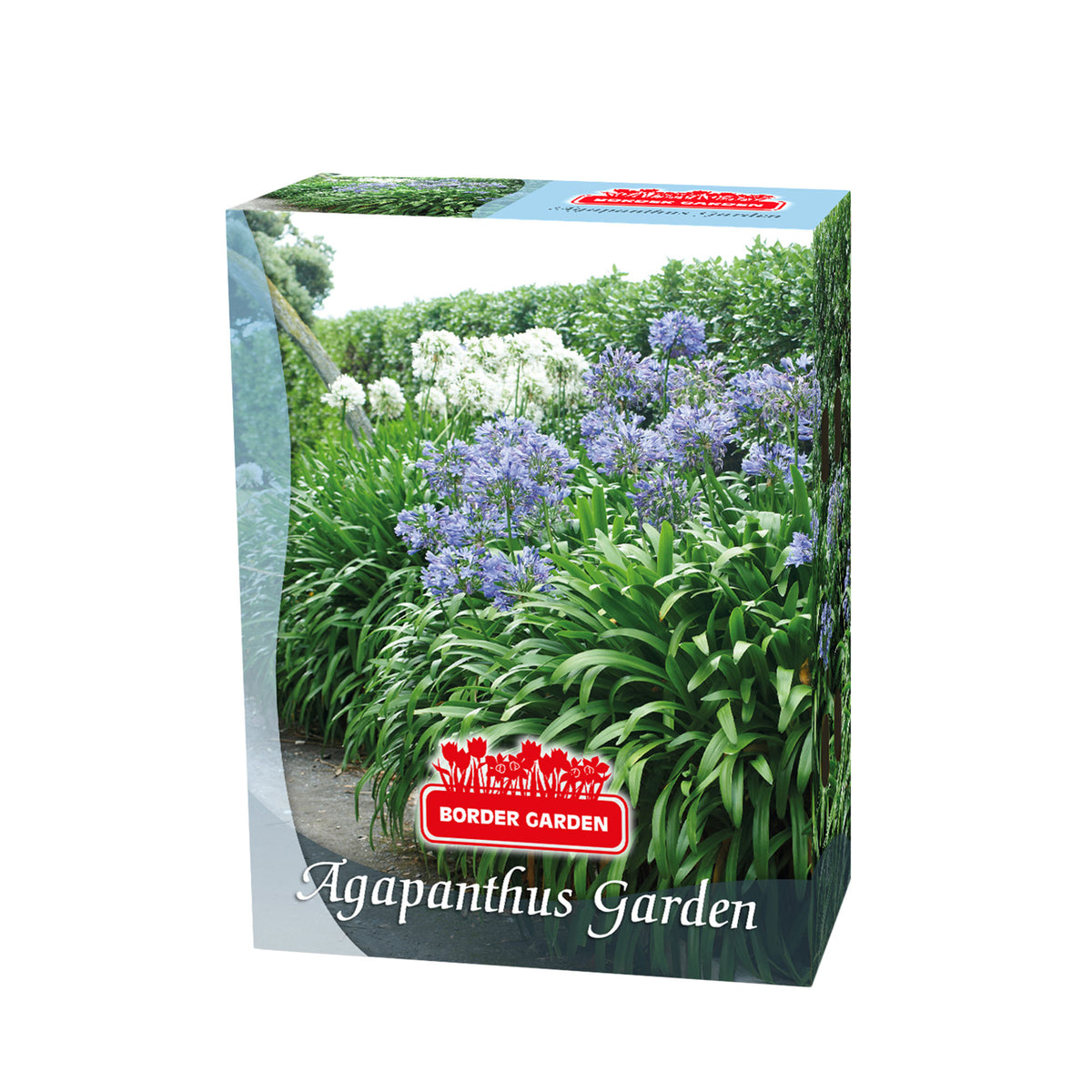5x African lily Agapanthus africanus - Mix - Bare rooted - Hardy plant