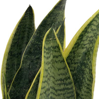 Snake plant Sansevieria 'Futura Superba' incl. decorative pot