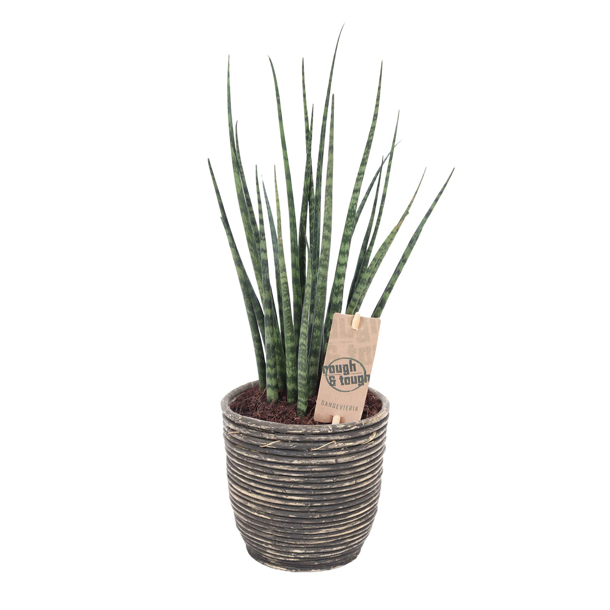Snake plant Sansevieria 'Fernwood Mikado' incl. decorative pot