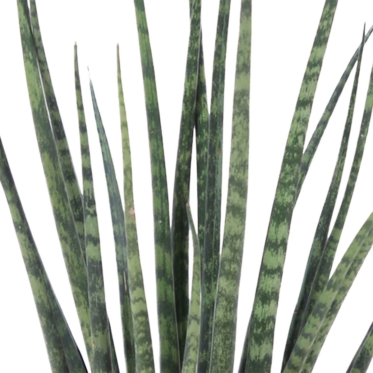 Snake plant Sansevieria 'Fernwood Mikado' incl. decorative pot