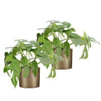 2x Swiss cheese plant Monstera minima including decorative gold pots