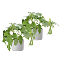 2x Swiss cheese plant Monstera minima including decorative white pots