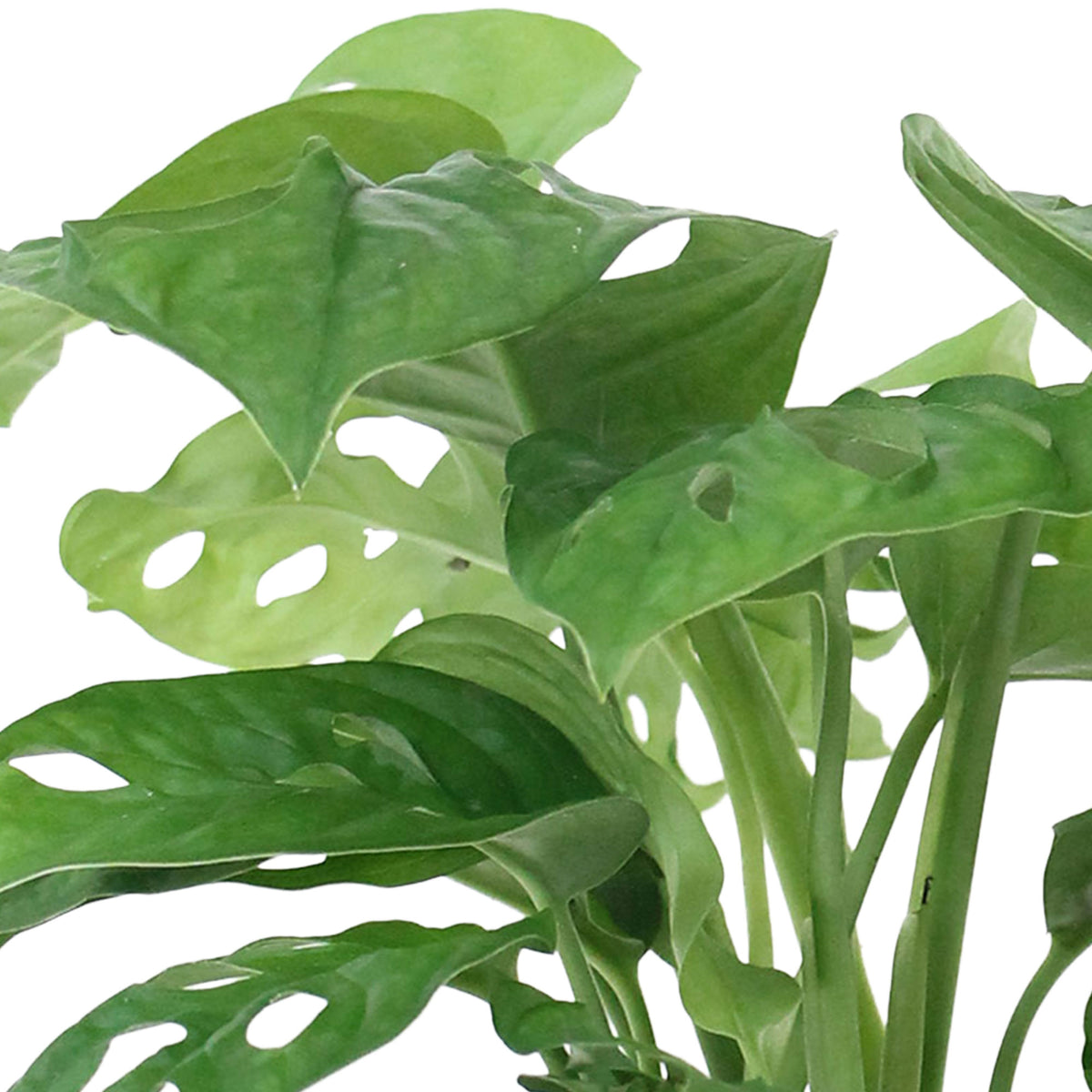 Swiss cheese plant Monstera 'Monkey Leaf' including decorative pink pot
