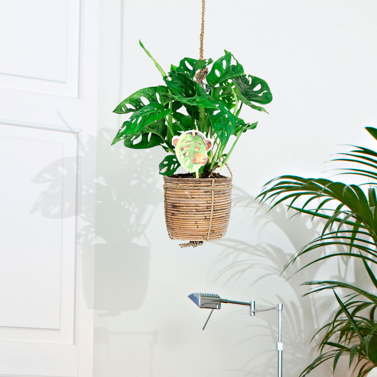 Swiss cheese plant Monstera 'Monkey Leaf' including hanging pot