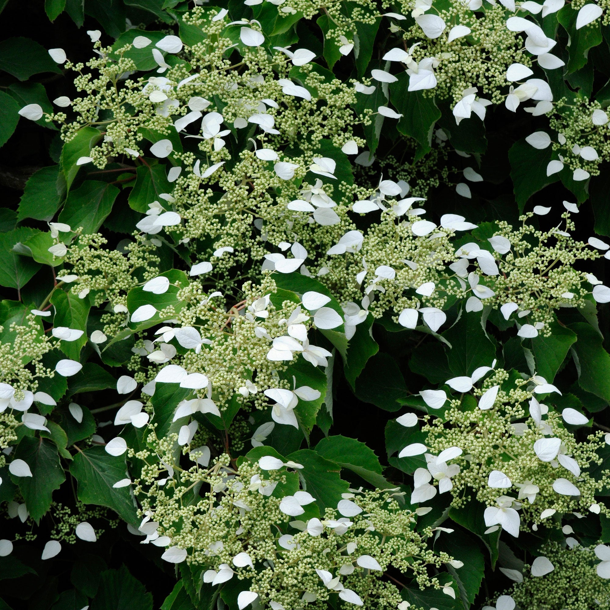 Buy Japanese hydrangea vine Schizophragma 'Rose Sensation' pink