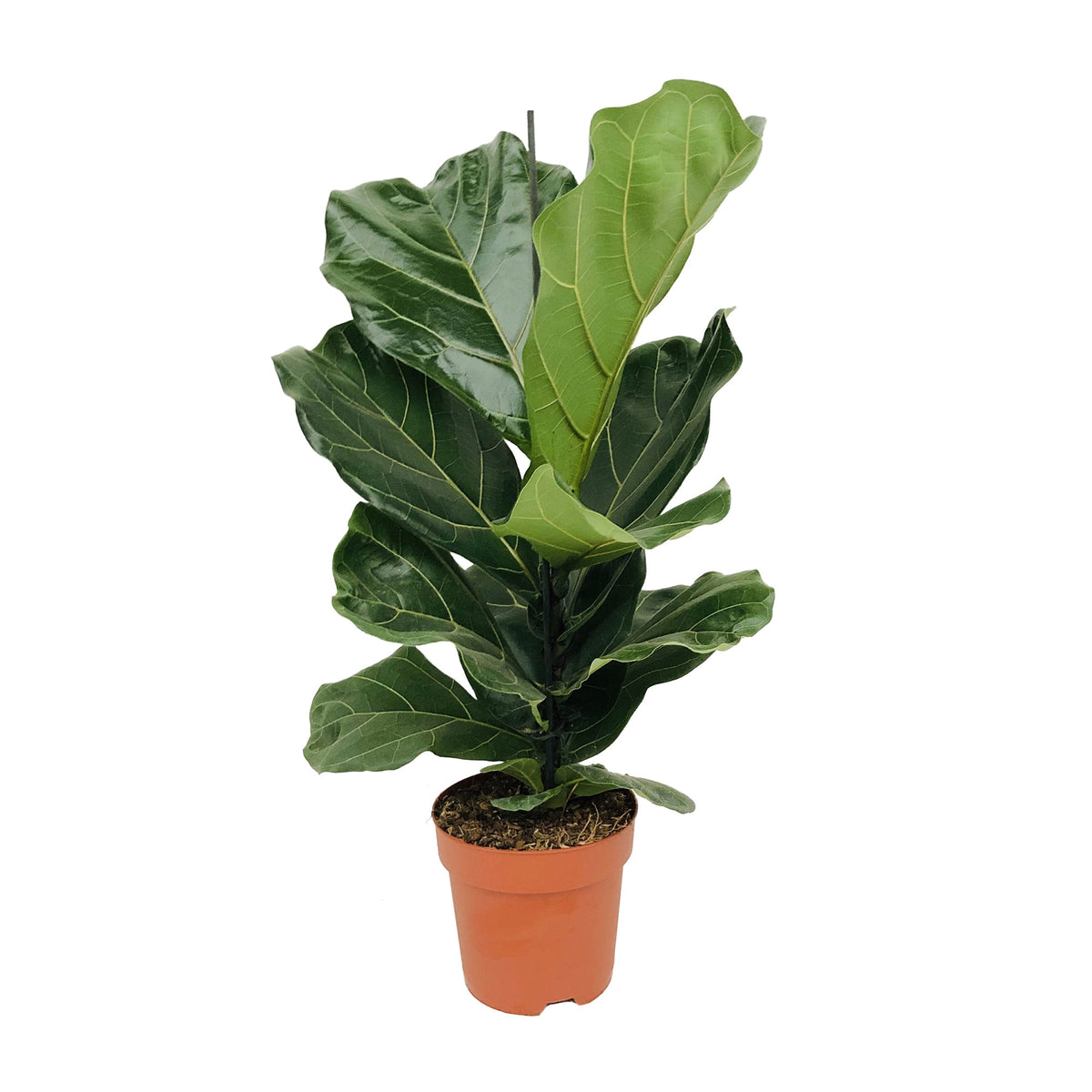 Fiddle Fig Leaf Ficus lyrata