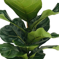 Fiddle Fig Leaf Ficus lyrata XL