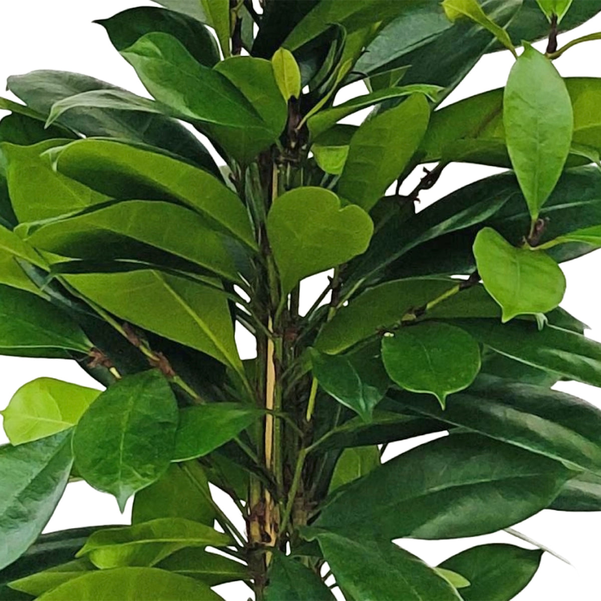 African fig tree Ficus cyathistipula XL