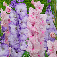 20x Gladiolus Gladiolus - Mix 'Sweet Pastel Beauty' purple-pink