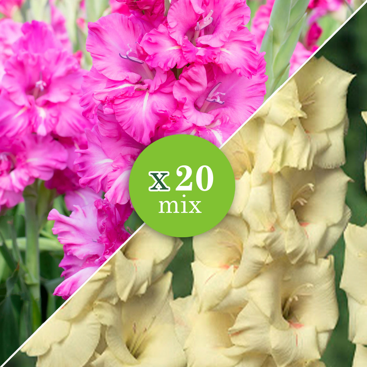 Gladiolus Gladiolus - Mix 'Ruffled Wedding' Yellow-Purple