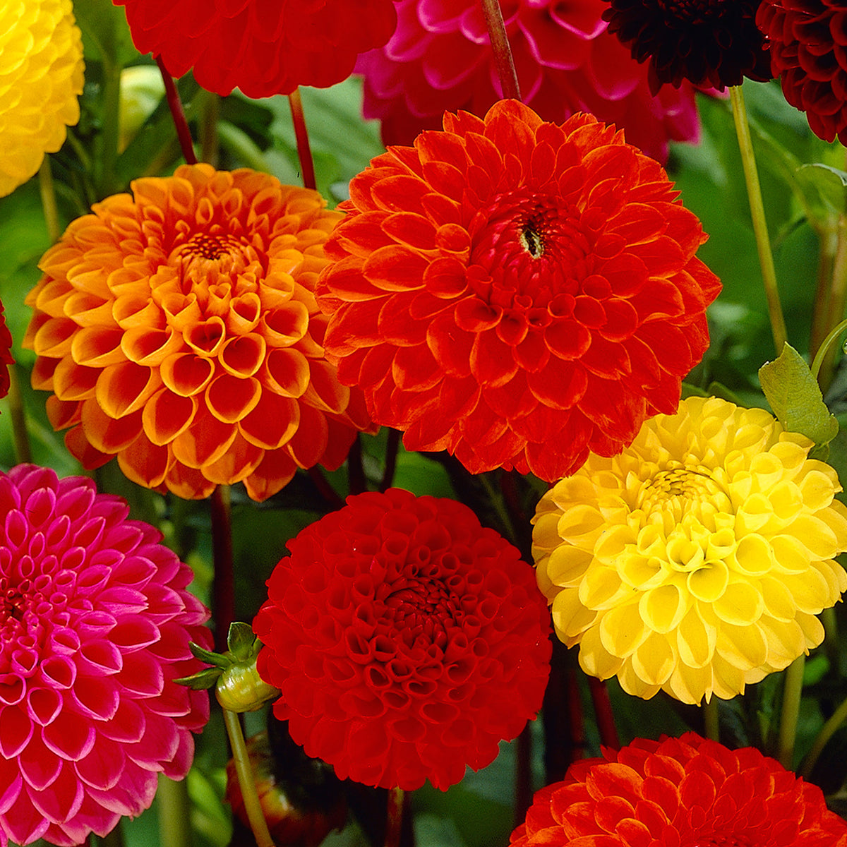 5x Dahlia - Mix 'Ball' Organic