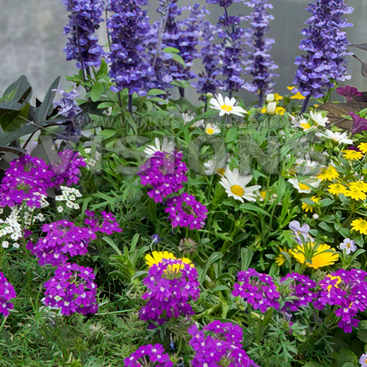 3x Garden plants - Mix 'Bee Friendly' blue-purple-yellow