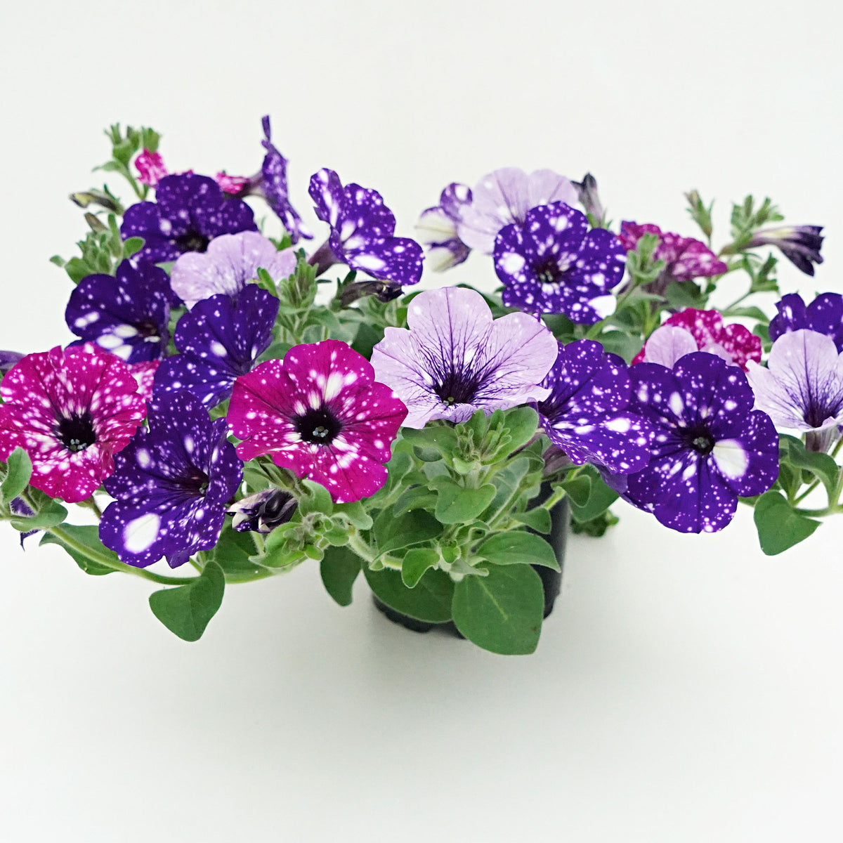 3x Petunia - Mix 'Sky Mix' purple-pink-blue