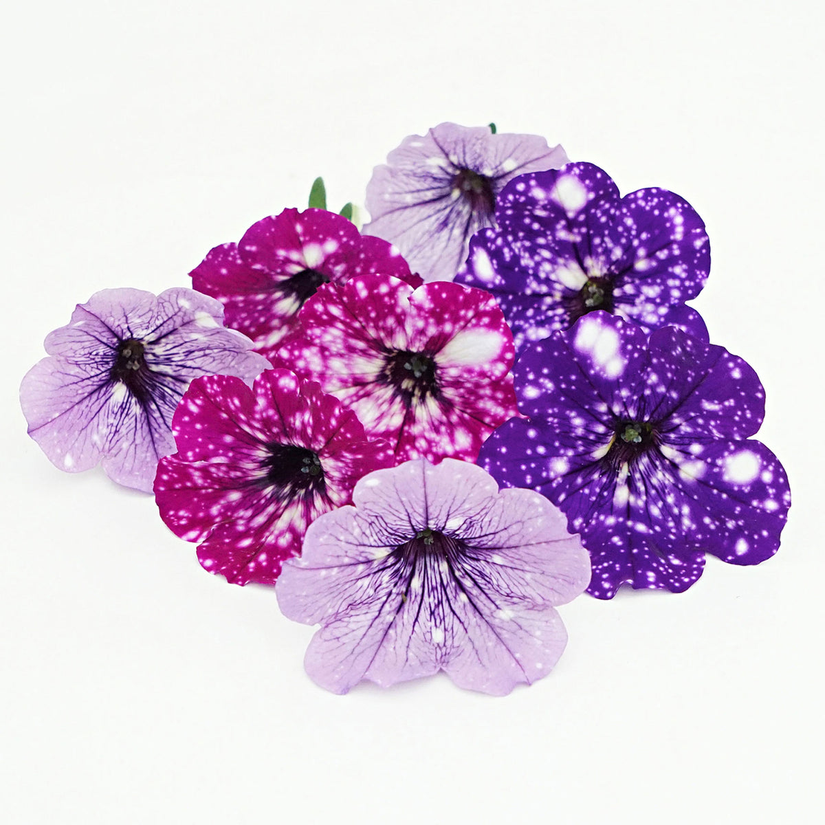3x Petunia - Mix 'Sky Mix' purple-pink-blue