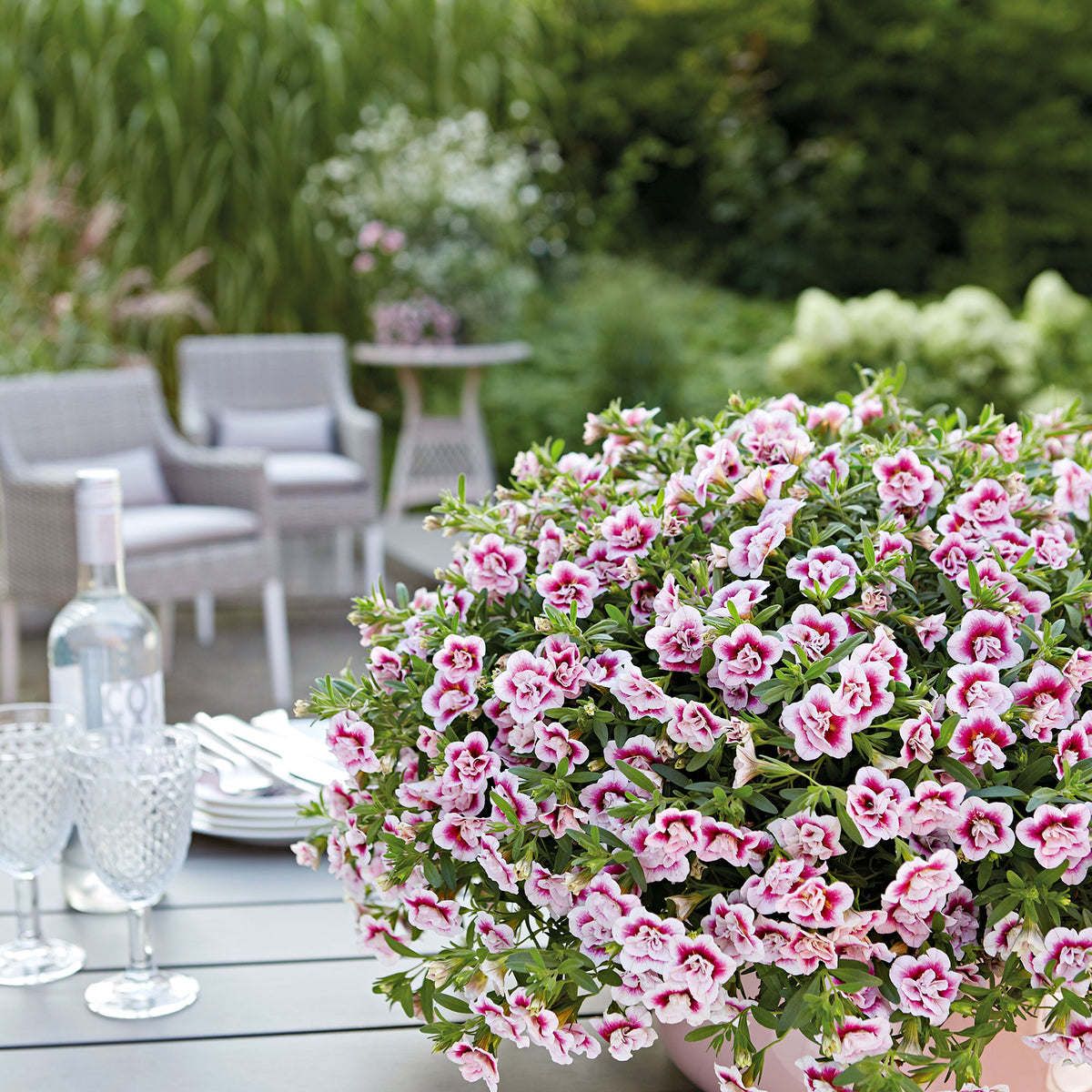 Mini Petunia Calibrachoa 'PinkTastic' pink-white
