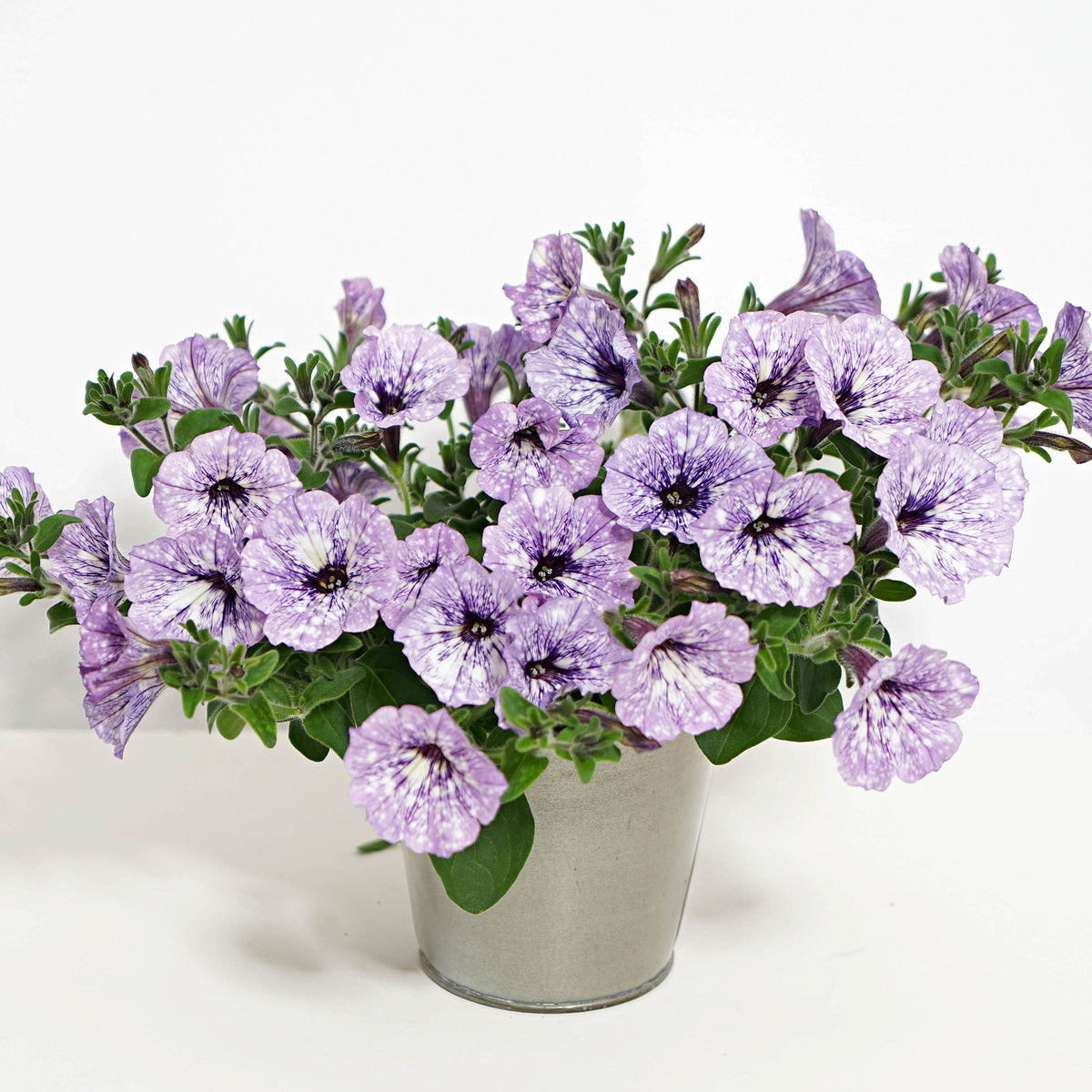 Petunia hybrida 'Lavender Sky' purple-white