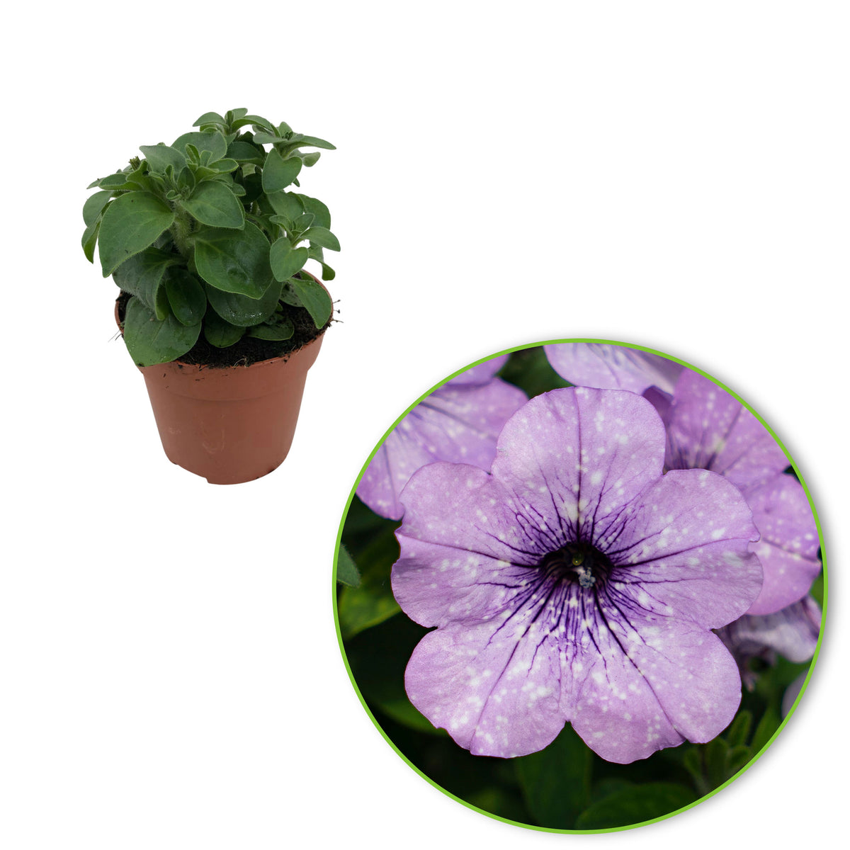 Petunia hybrida 'Lavender Sky' purple-white