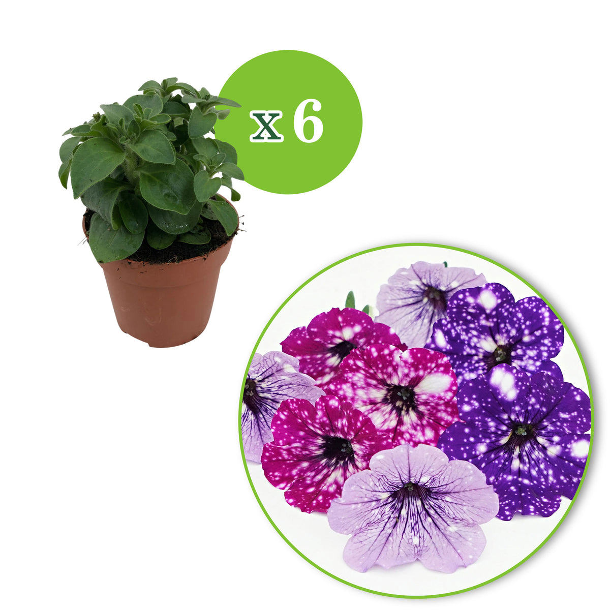 3x Petunia - Mix 'Sky Mix' purple-pink-blue