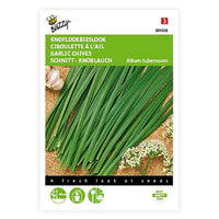 Chinese chives Allium tuberosum 1 m² - Herb seeds