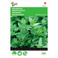 Spearmint Mentha spicata 10 m² - Herb seeds