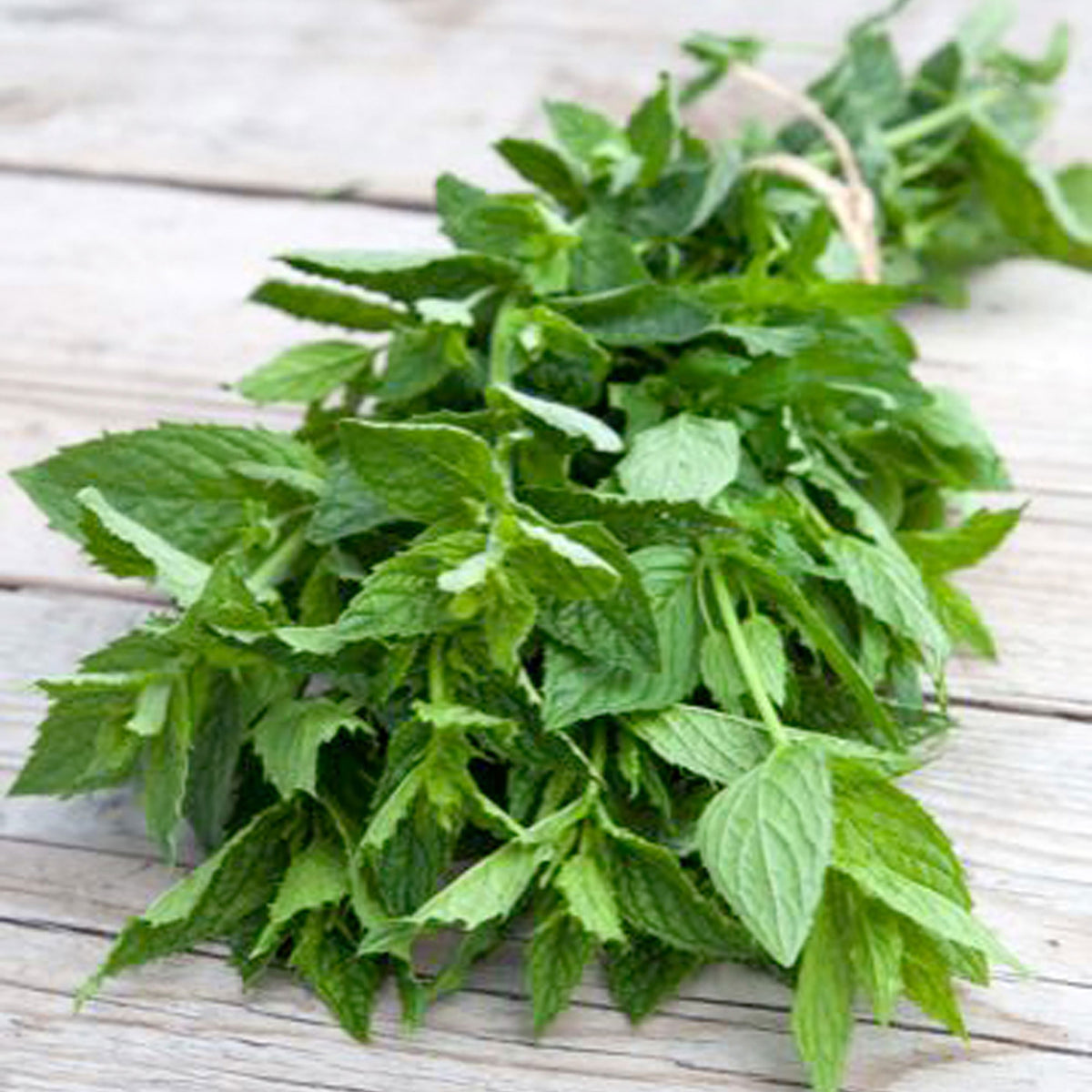 Spearmint Mentha spicata 10 m² - Herb seeds