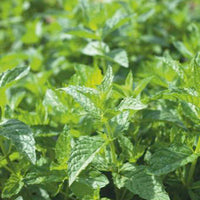 Peppermint Mentha piperita 5 m² - Herb seeds