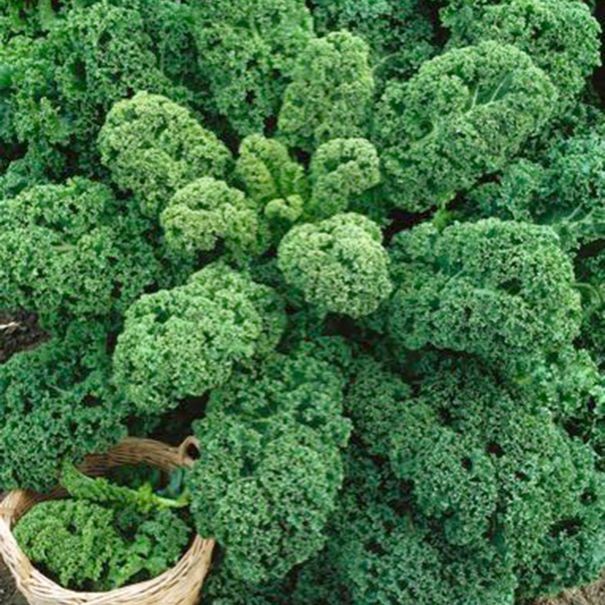Kale Brassica 'Westlandse Herfst' 40 m² - Vegetable seeds
