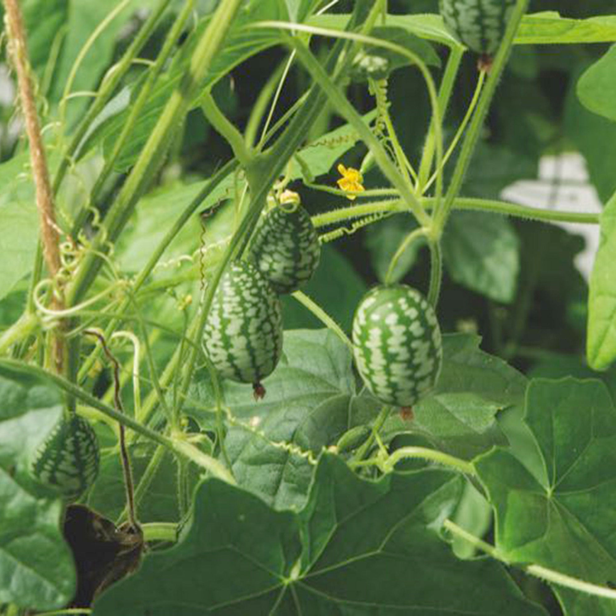 10 graines Cucamelon (Melothria scabra)