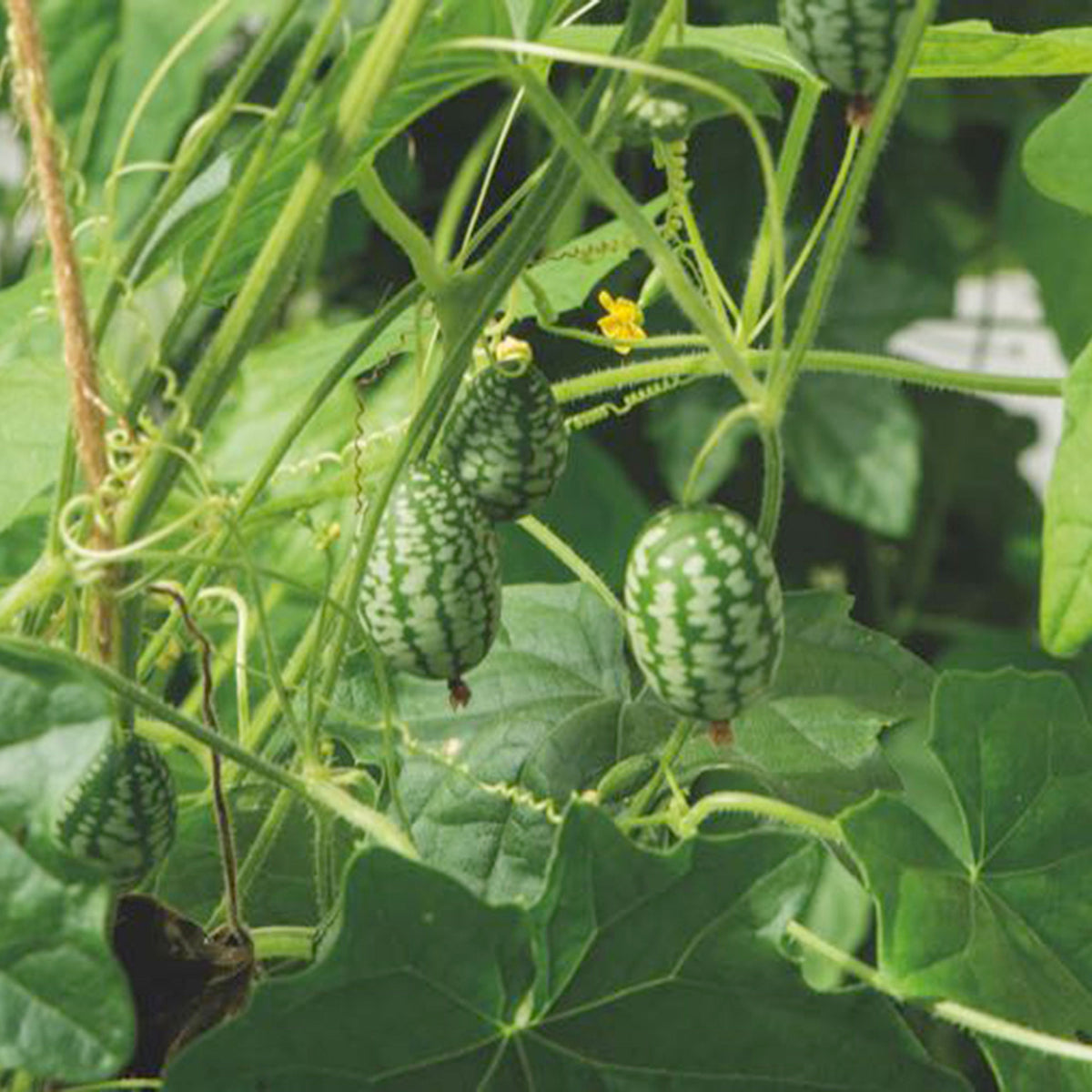 Cucamelon Melothria 'Cucamelon' 3 m² - Fruit seeds
