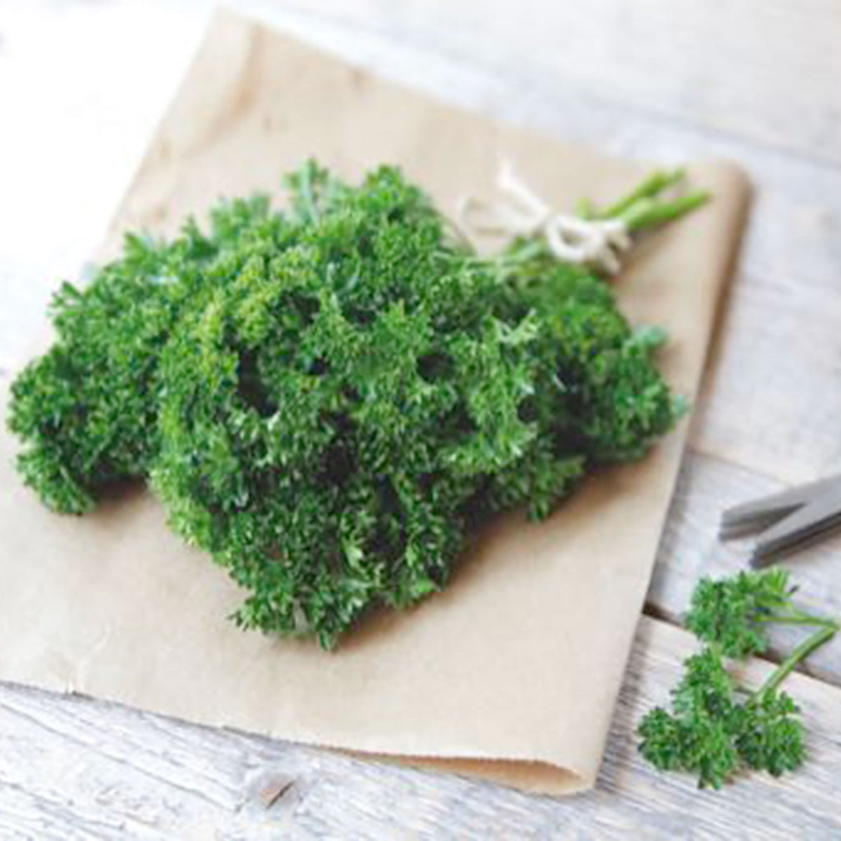 Curly-leaf parsley Petroselinum crispum 2,5 m² - Herb seeds