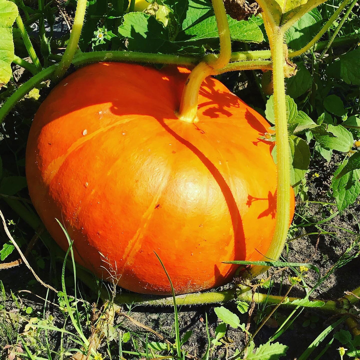 Squash Cucurbita 'Rode van d'Etampes' red 6 m² - Vegetable seeds