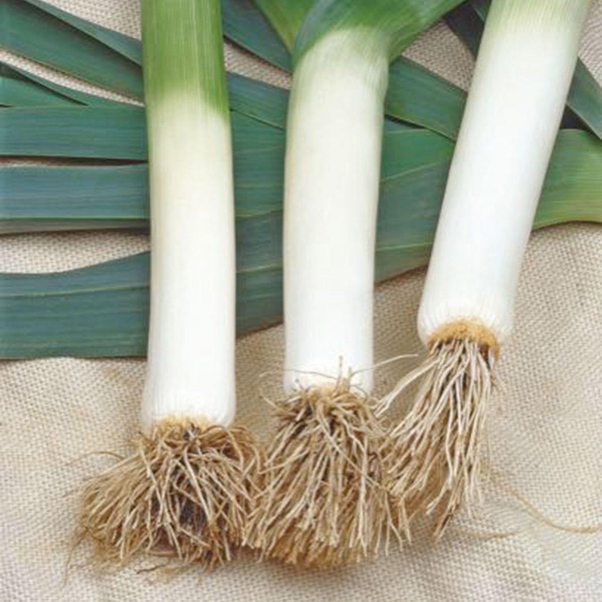 Leek Allium porrum 'Blauwgroene Winter' 10 m² - Vegetable seeds