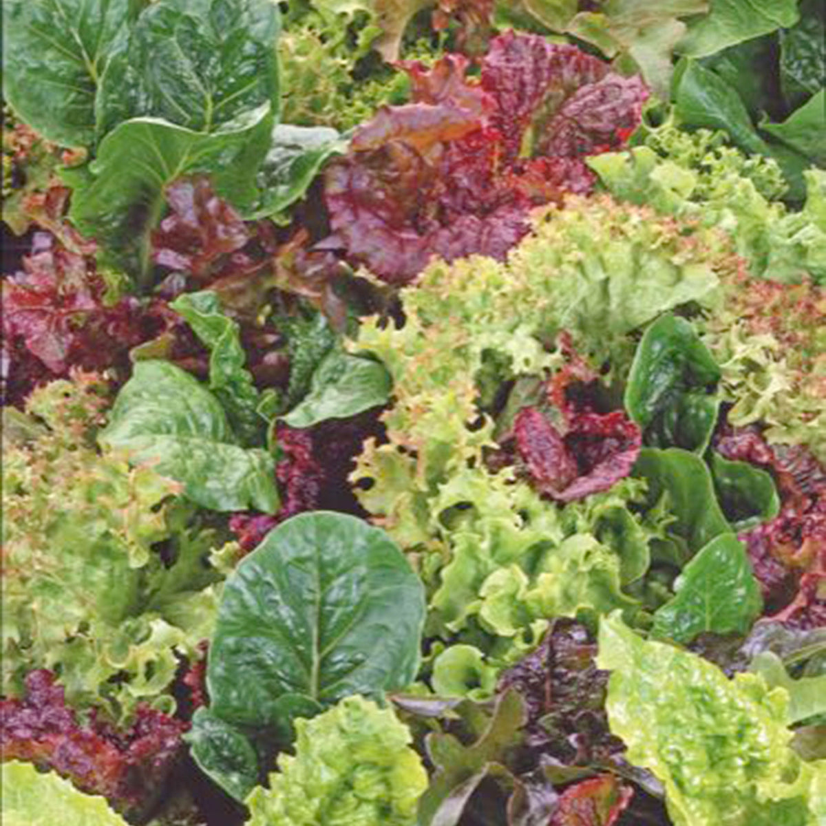 Butterhead lettuce Lactuca - Mix 10 m² - Vegetable seeds