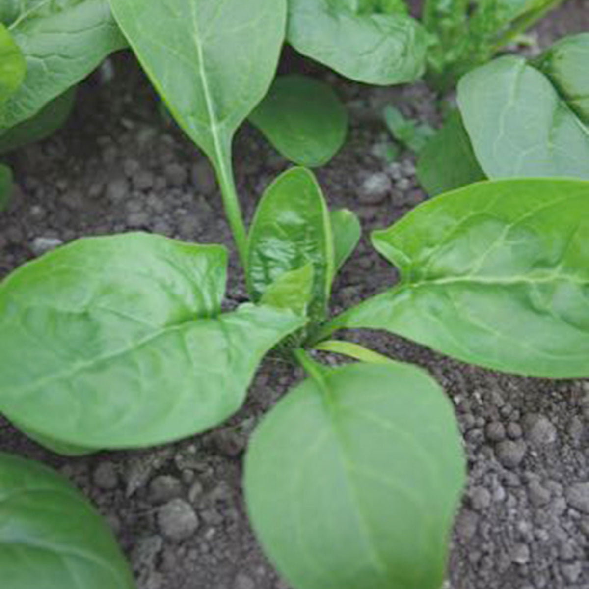 Spinach Spinacia 'Winterreuzen' 2 m² - Vegetable seeds