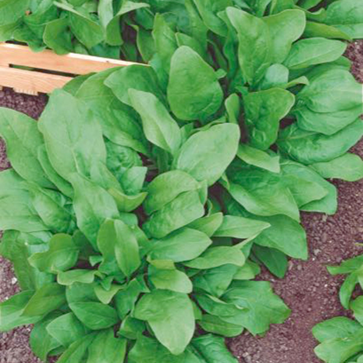 Spinach Spinacia 'Winterreuzen' 2 m² - Vegetable seeds