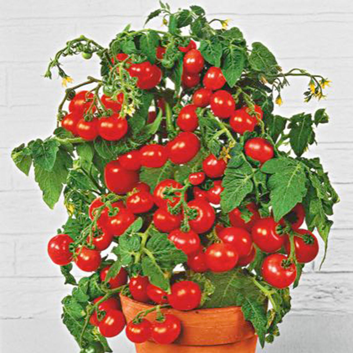 Cherry tomato Solanum 'Tiny Tim' 10 m² - Vegetable seeds