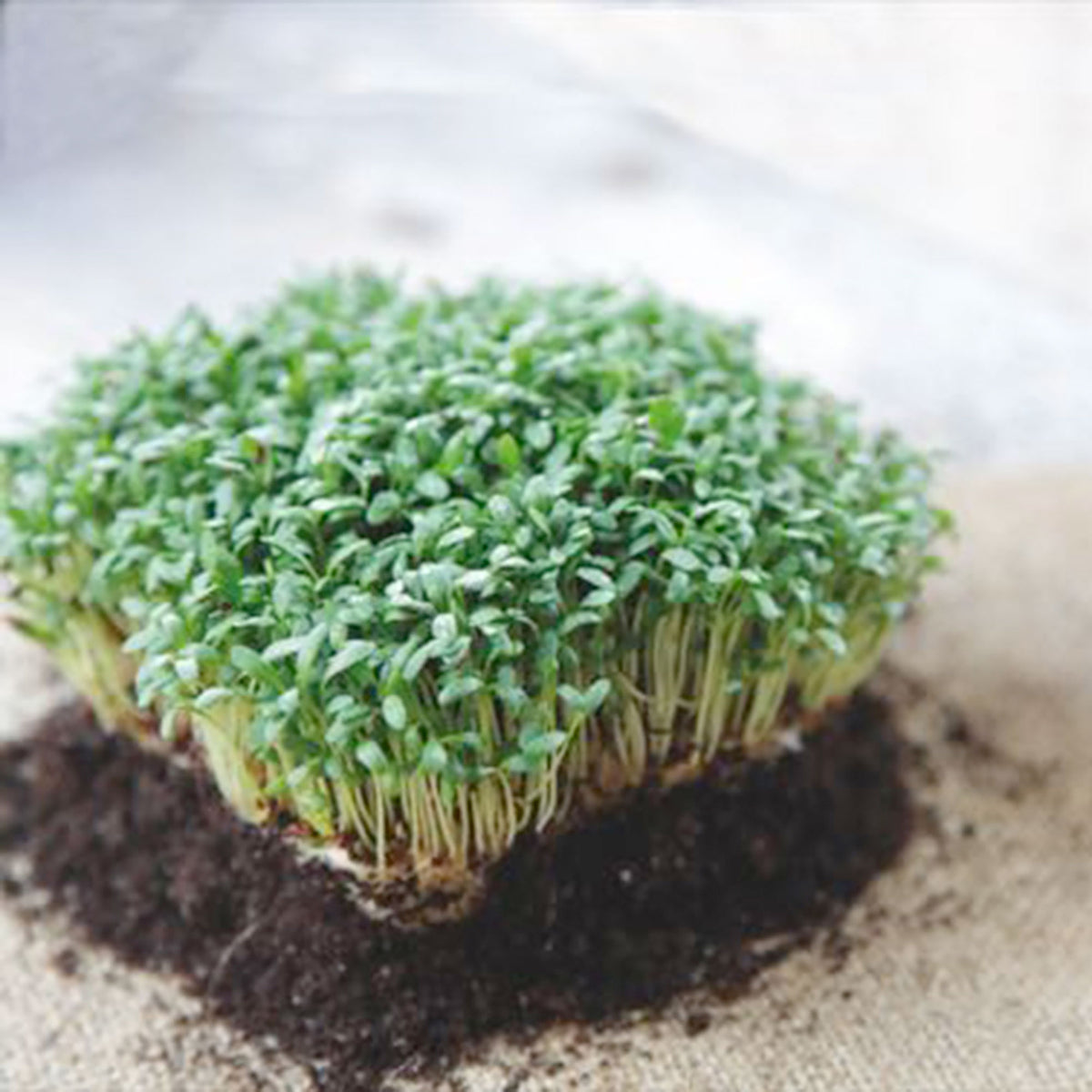 Broad-leaf cress Lepidium sativum 6 m² - Herb seeds