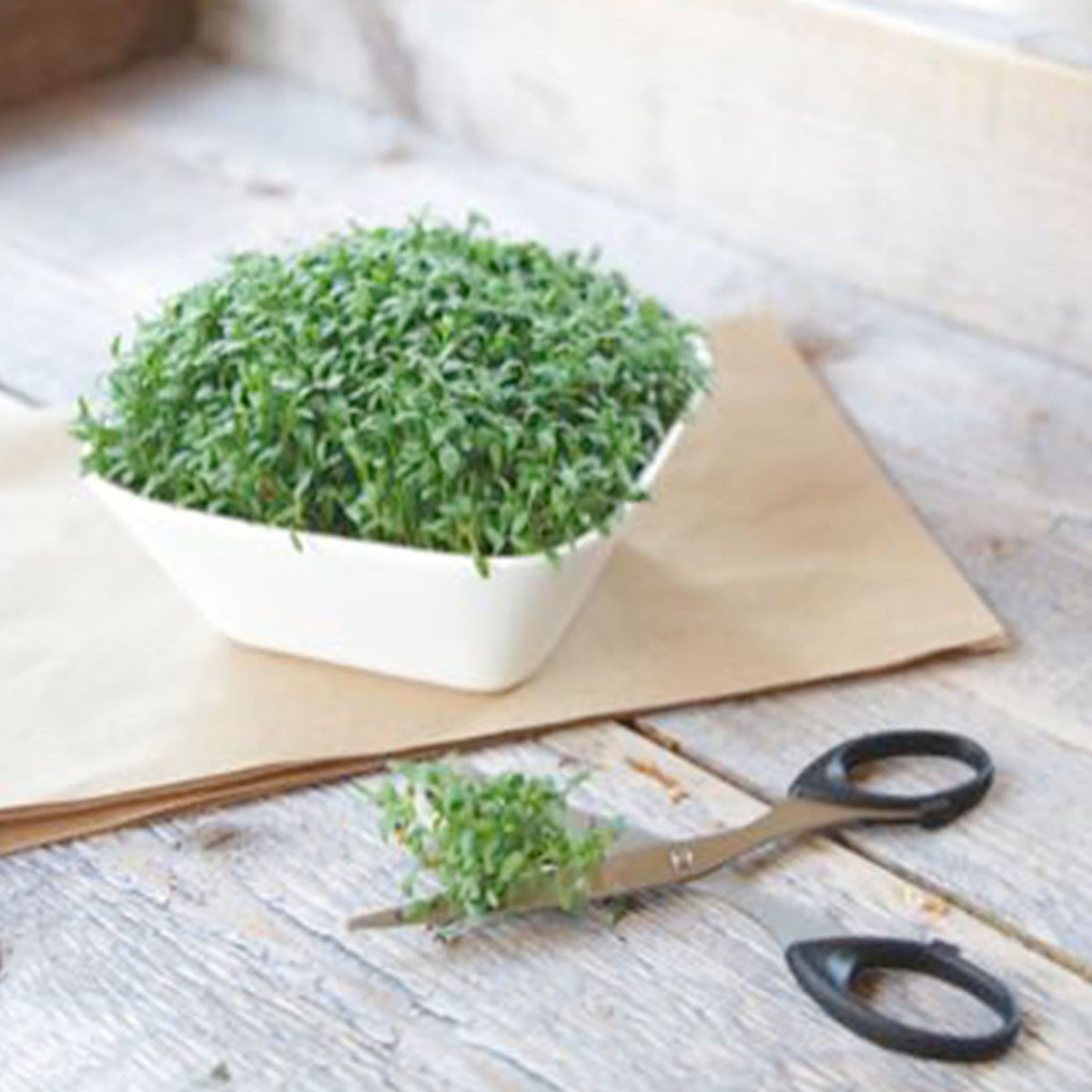 Broad-leaf cress Lepidium sativum 6 m² - Herb seeds