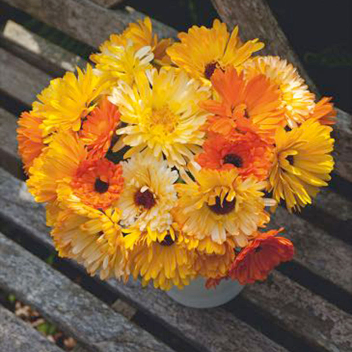 Marigold Calendula 'Pacific Beauty' - Mix yellow-orange-white 2,5 m² - Flower seeds