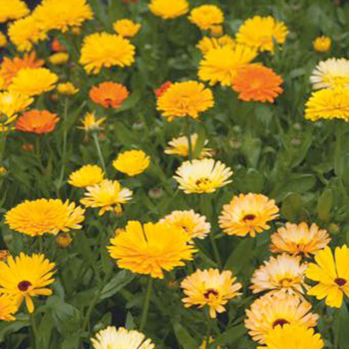 Marigold Calendula 'Pacific Beauty' - Mix yellow-orange-white 2,5 m² - Flower seeds