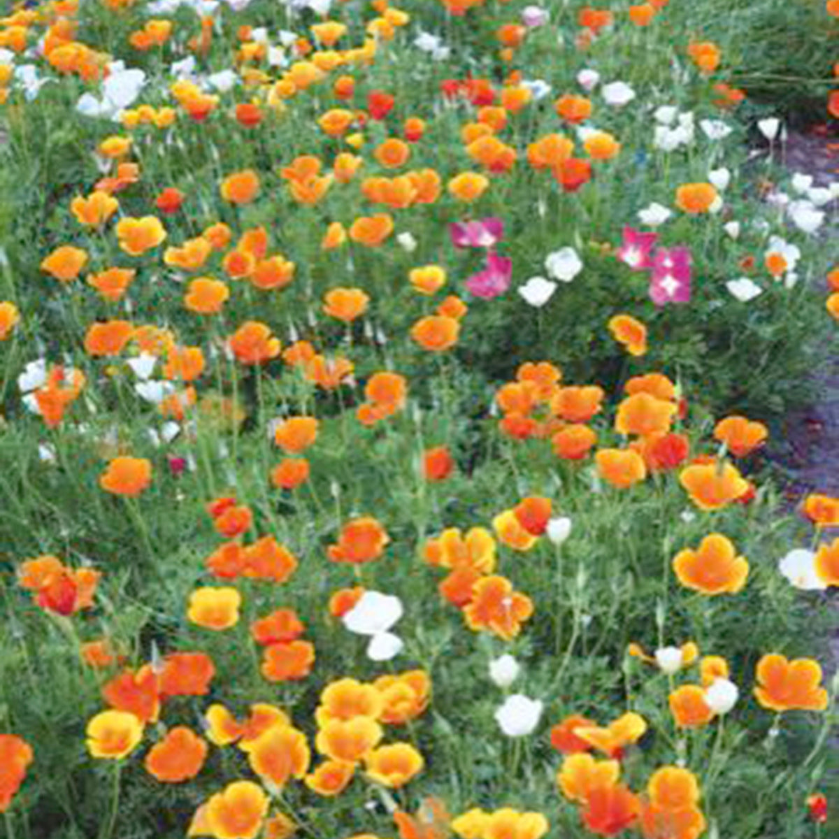 California poppy Eschscholzia californica 7 m² - Flower seeds Yellow-Orange-White