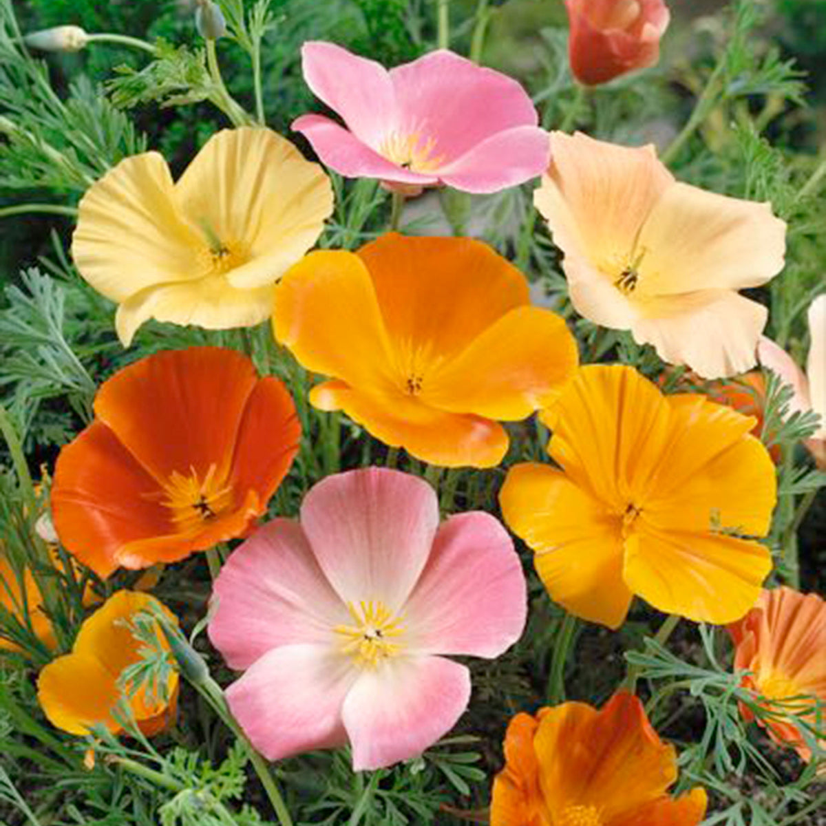 California poppy Eschscholzia californica 7 m² - Flower seeds Yellow-Orange-White