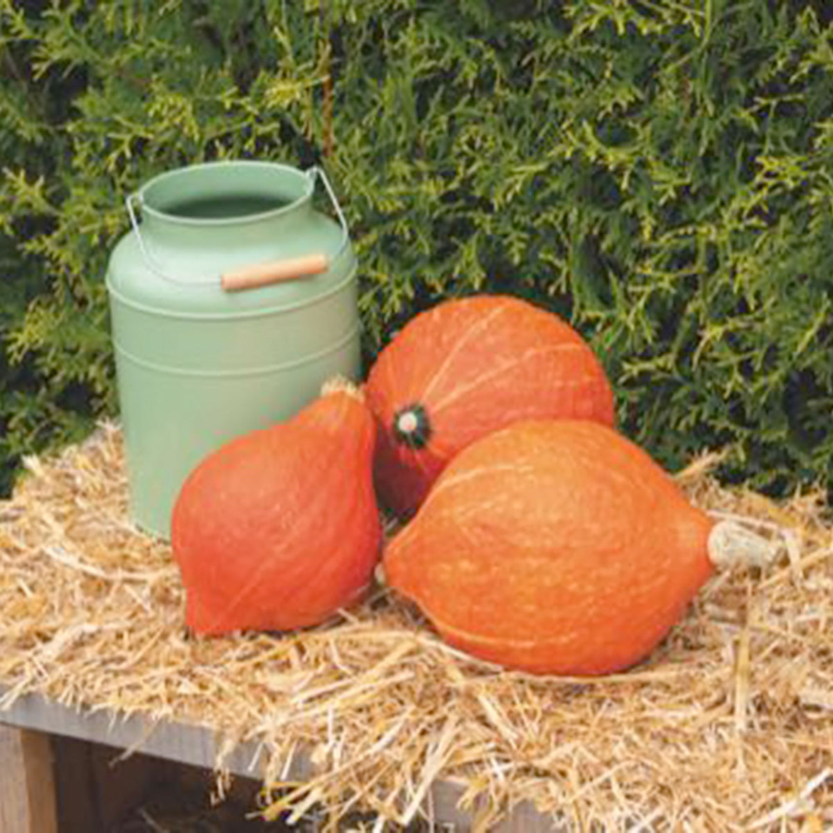 Squash Cucurbita 'Golden Hubbard' orange 6 m² - Vegetable seeds