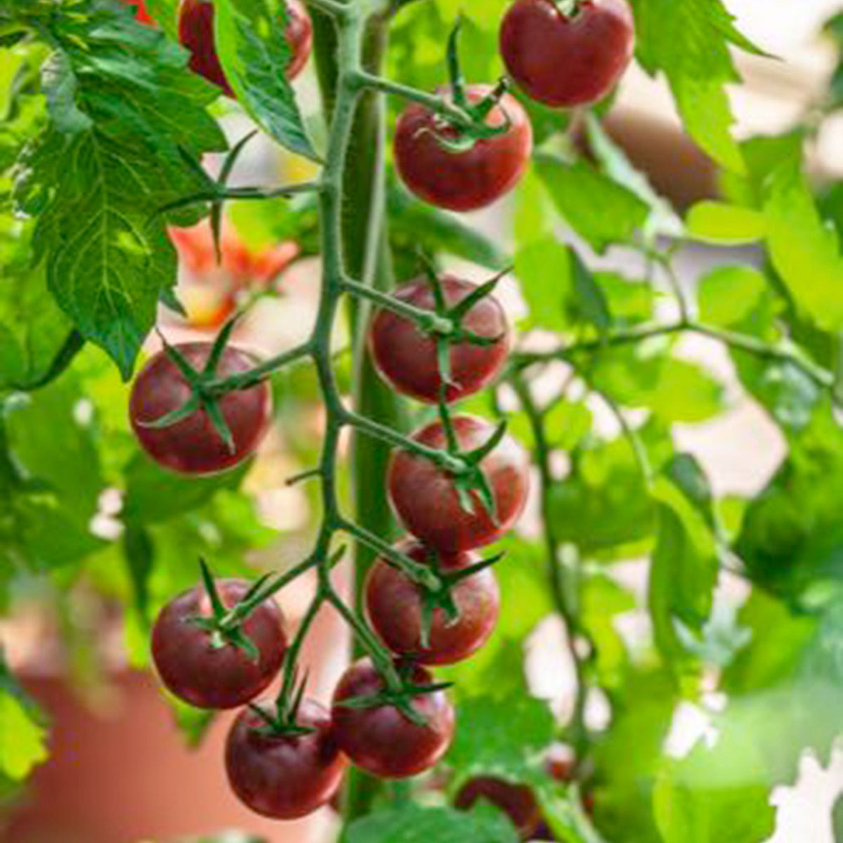 Cherry tomato Solanum 'Black Cherry' black 3 m² - Vegetable seeds