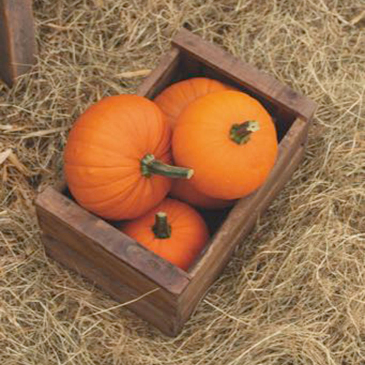 Squash Cucurbita 'Baby Bear' orange 3 m² - Vegetable seeds