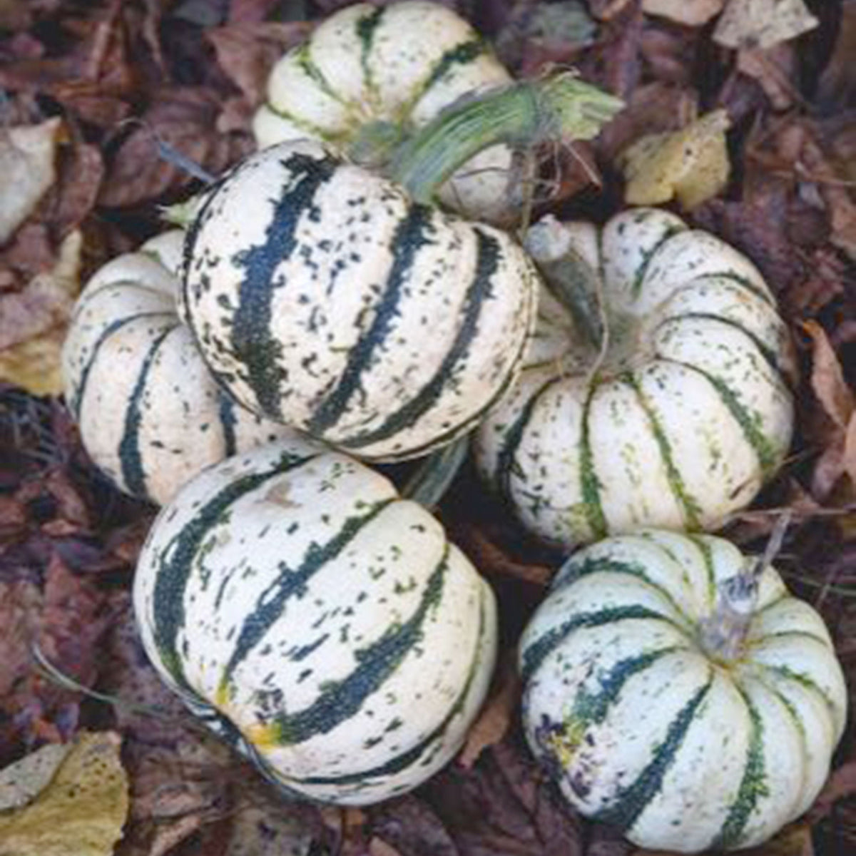 Squash Cucurbita 'Sweet Dumpling' white 3 m² - Vegetable seeds
